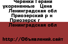 Черенки Герани укорененные › Цена ­ 100 - Ленинградская обл., Приозерский р-н, Приозерск г.  »    . Ленинградская обл.